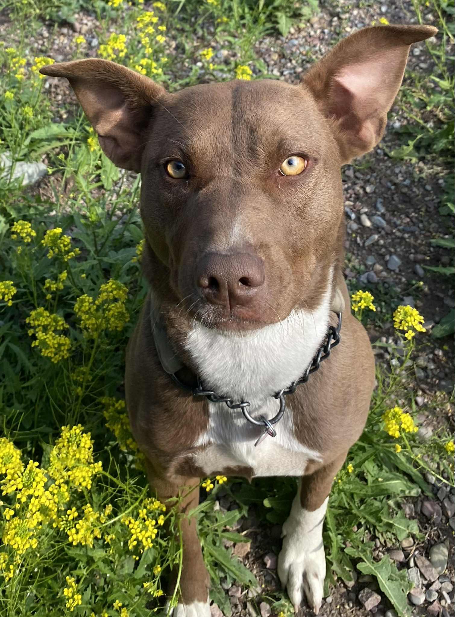 Miranda, an adoptable Mixed Breed in Polson, MT, 59860 | Photo Image 1