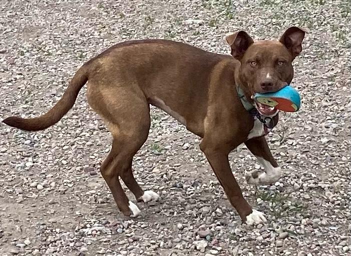 Miranda, an adoptable Mixed Breed in Polson, MT, 59860 | Photo Image 5