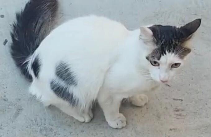 Captain, Adoptable, Adult Male Turkish Van.