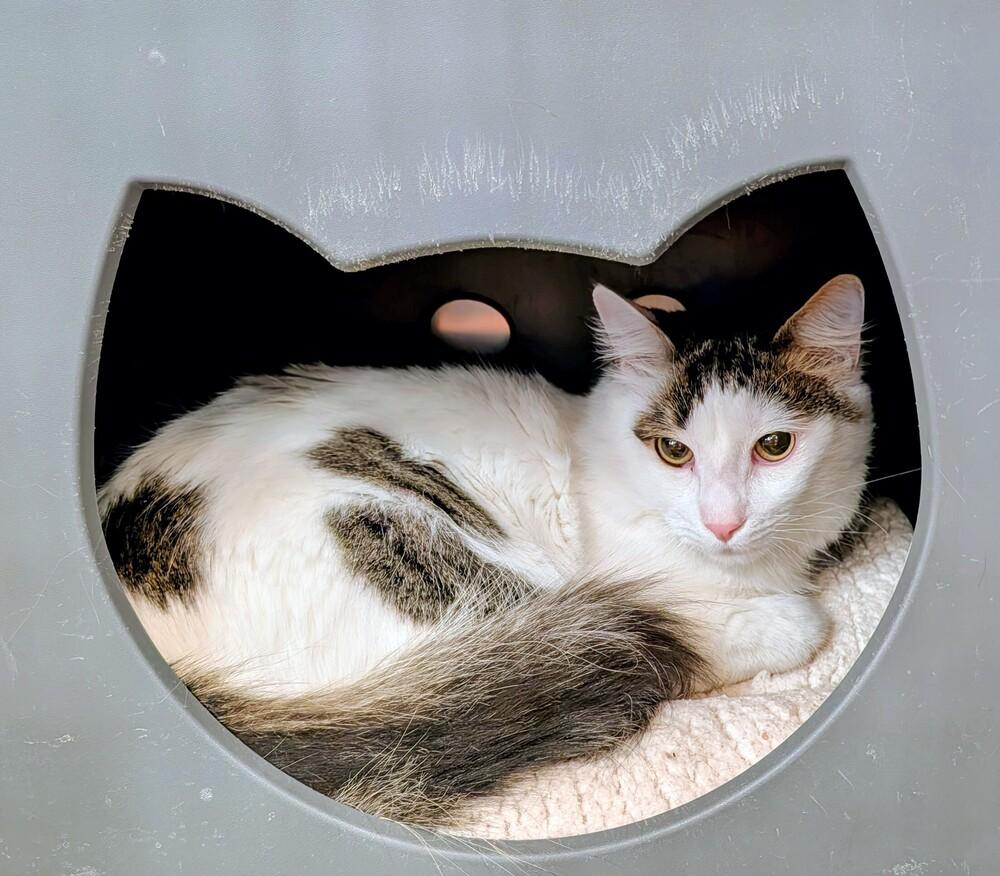 Enlarge Captain, a Adoptable mixed breed in Tucson, AZ image 2/2