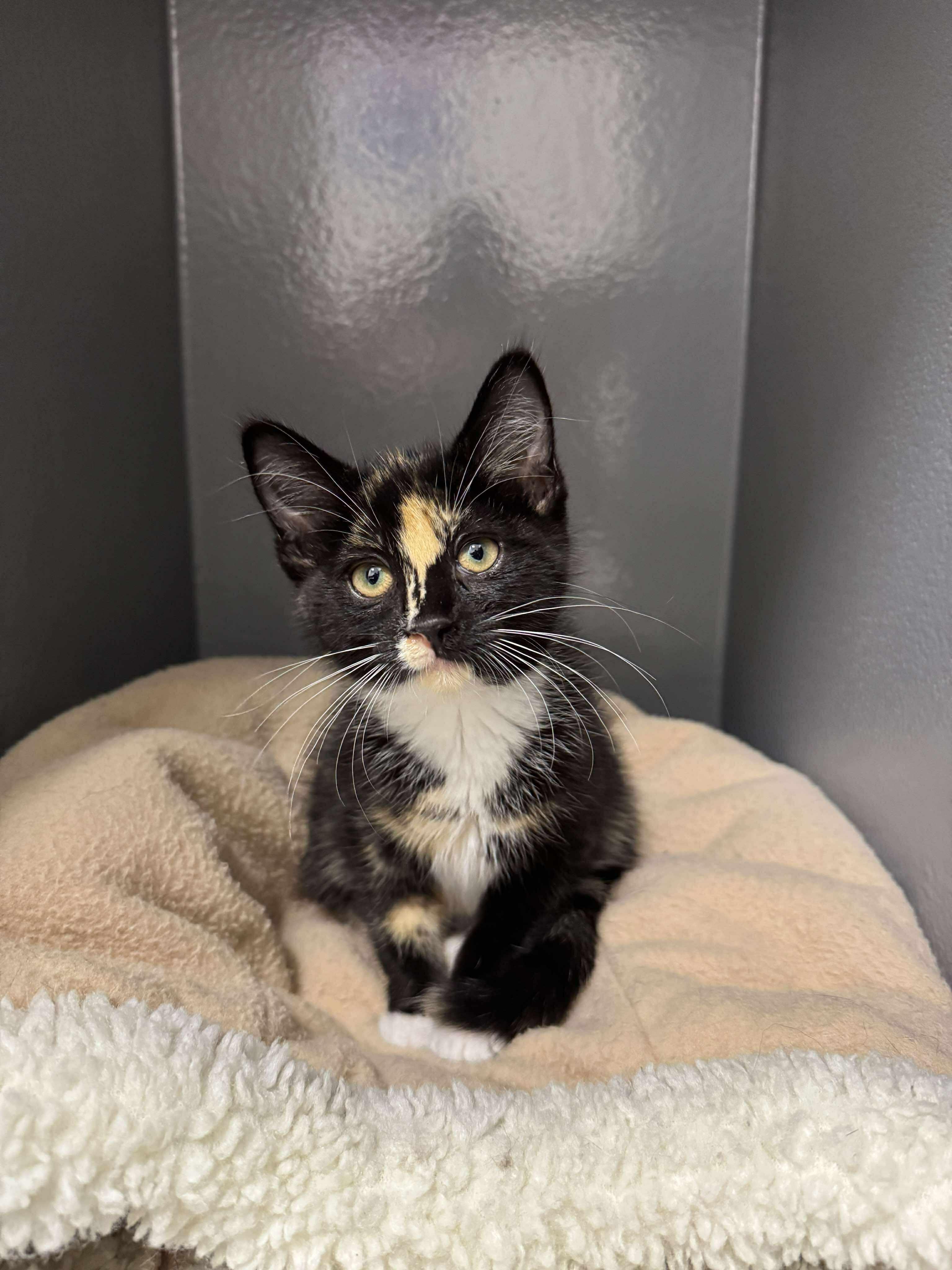 Enlarge Pebbles, a Adopted Tortoiseshell in Smiths falls, ON image 1/6