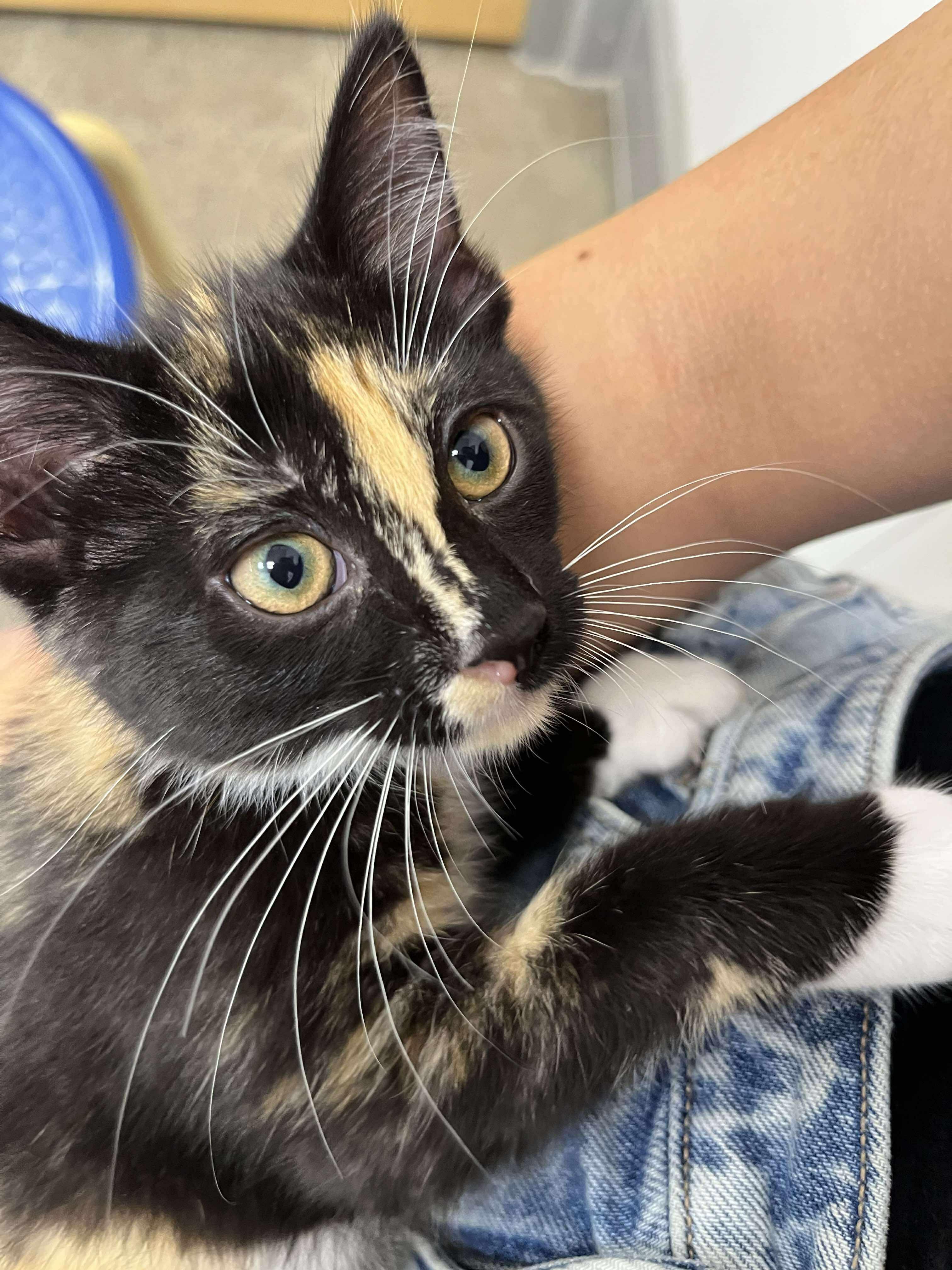 Enlarge Pebbles, a Adopted Tortoiseshell in Smiths falls, ON image 2/6