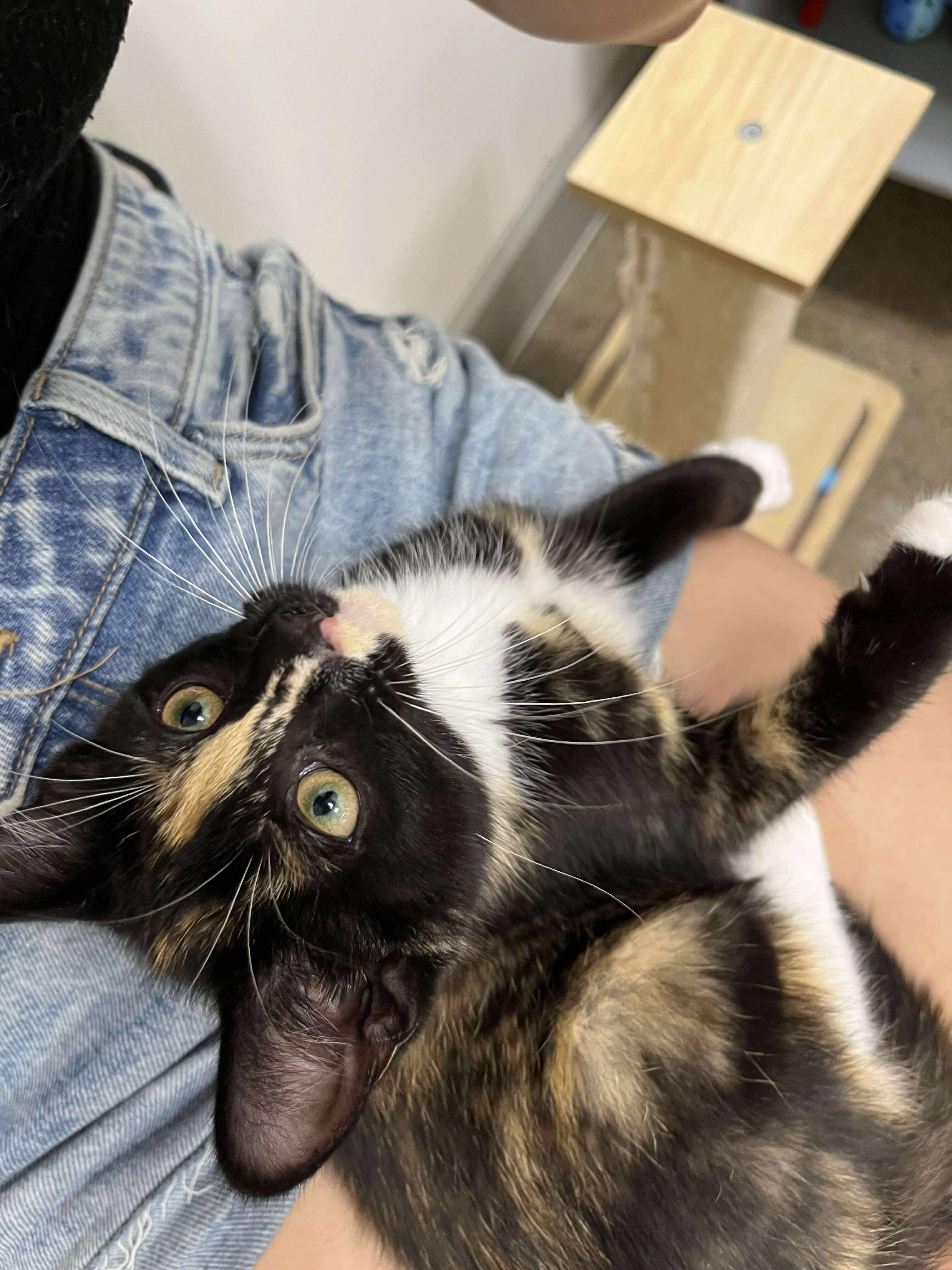 Enlarge Pebbles, a Adopted Tortoiseshell in Smiths falls, ON image 3/6