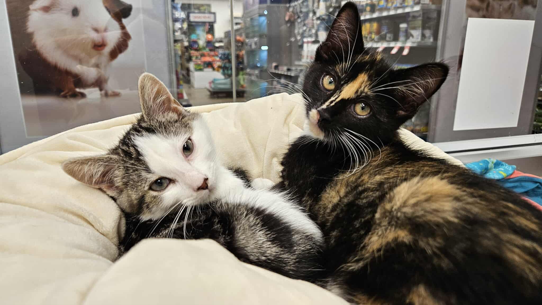 Enlarge Pebbles, a Adopted Tortoiseshell in Smiths falls, ON image 4/6