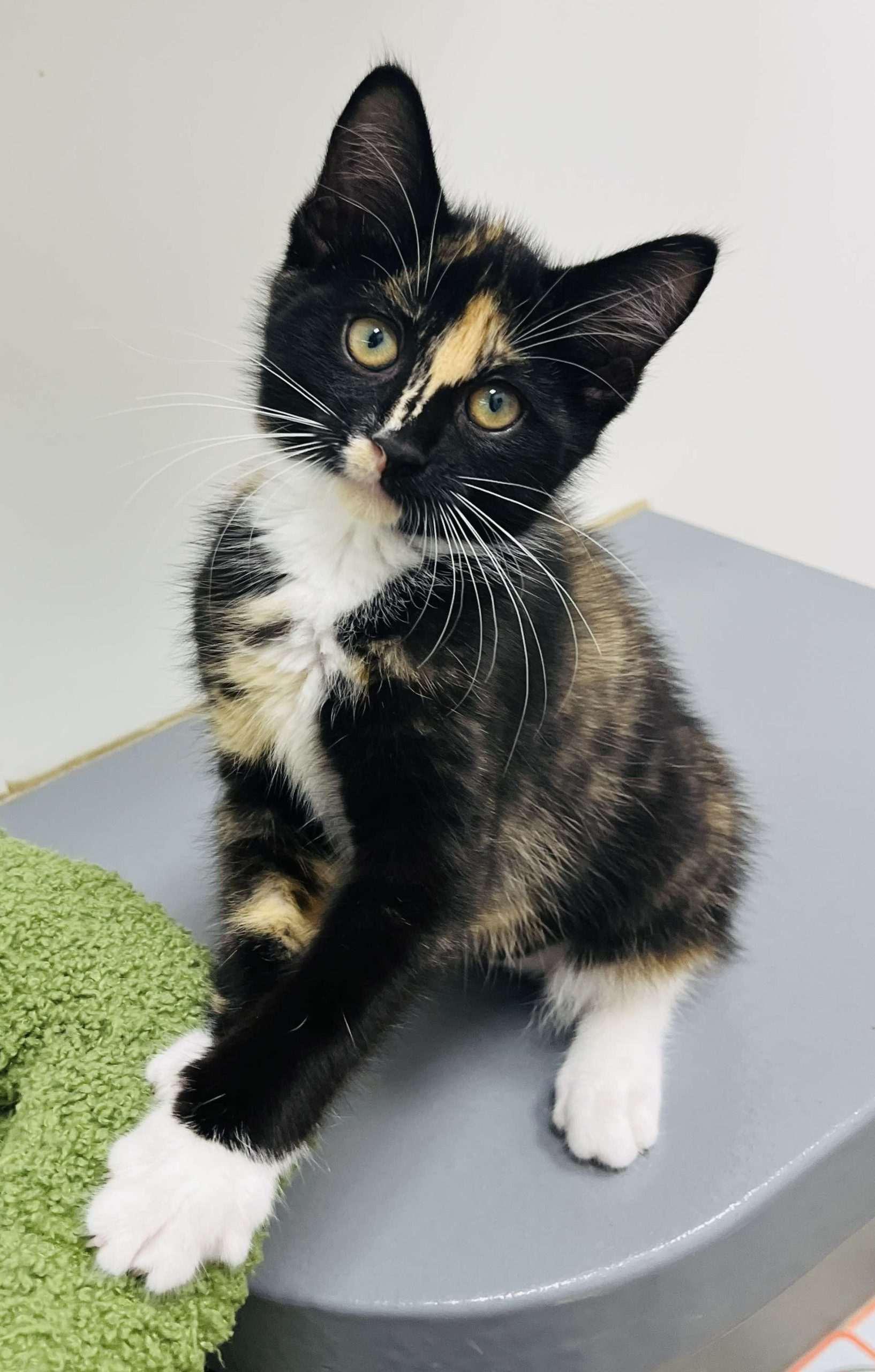 Enlarge Pebbles, a Adopted Tortoiseshell in Smiths falls, ON image 5/6