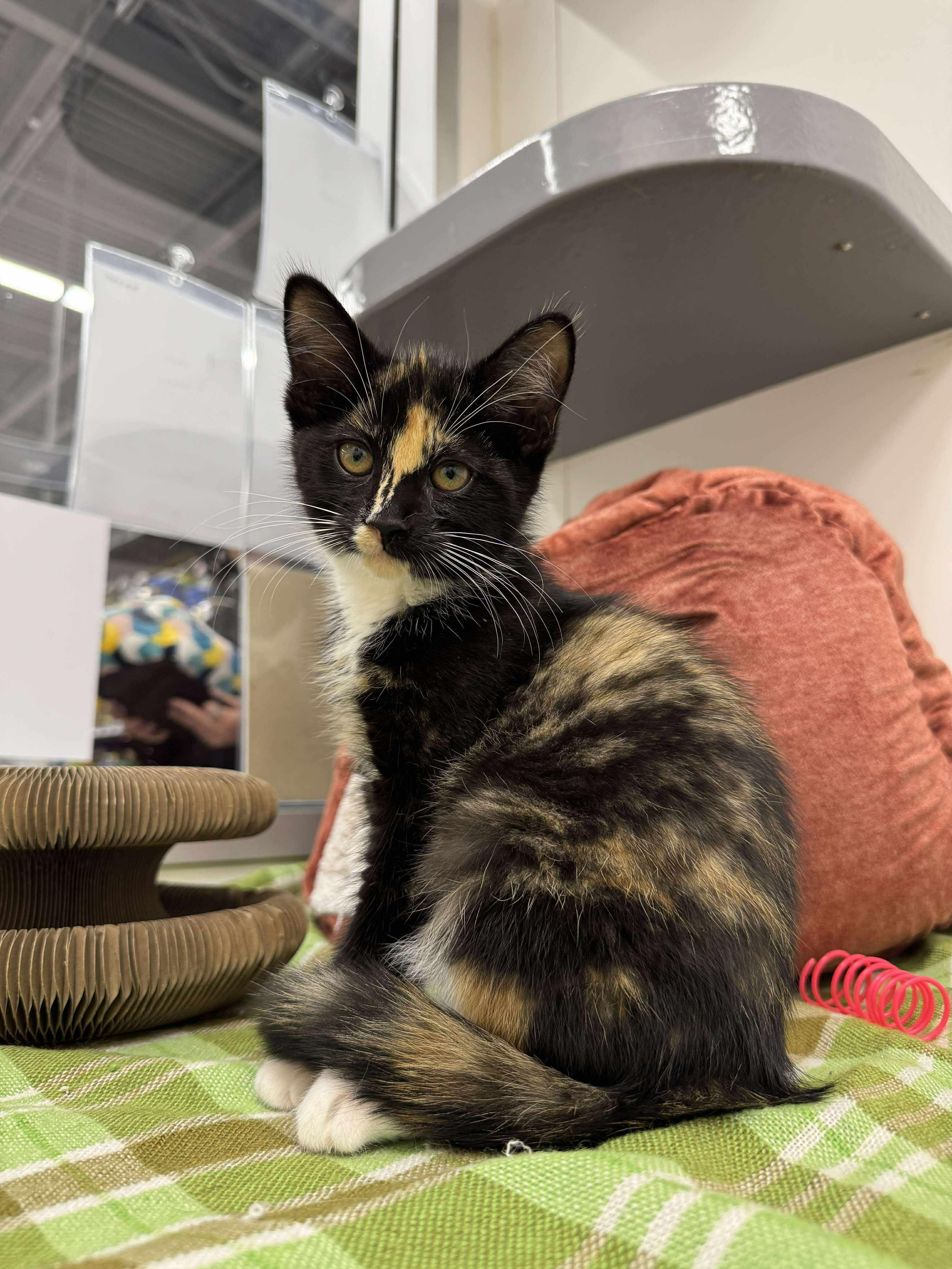 Enlarge Pebbles, a Adopted Tortoiseshell in Smiths falls, ON image 6/6