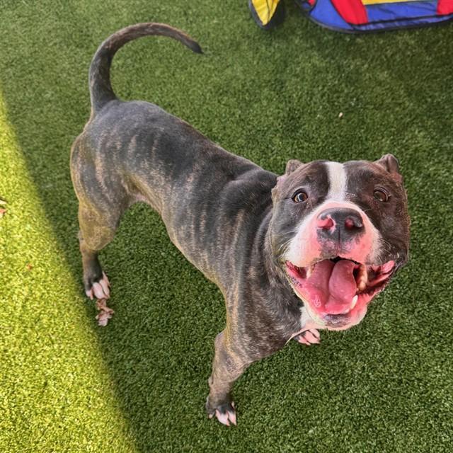 ROSCOE, Adoptable, Adult Male American Staffordshire Terrier & Mixed Breed.