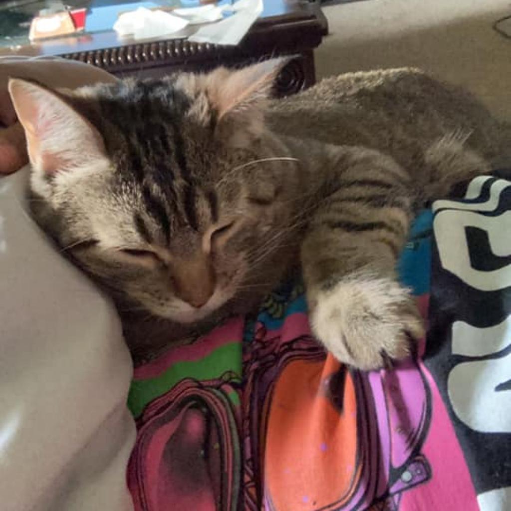 Mr. Britches, Adoptable, Adult Male Domestic Short Hair.