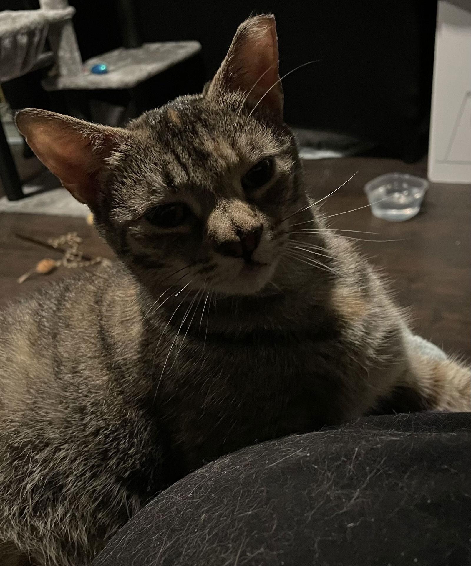 Girl*, Adoptable, Young Female Domestic Short Hair.