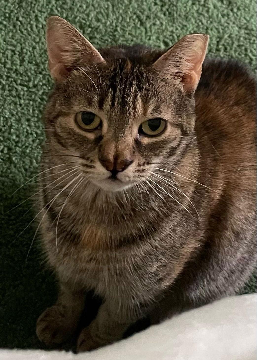 Girl*, Adoptable, Young Female Domestic Short Hair.