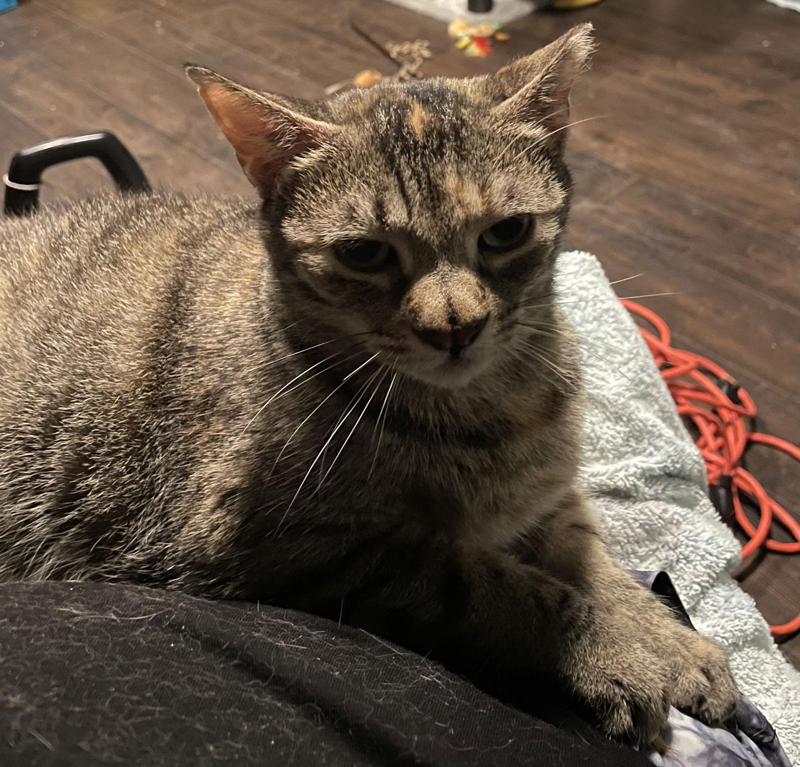 Enlarge Girl*, a Adoptable Domestic Short Hair in Trexlertown, PA image 3/3