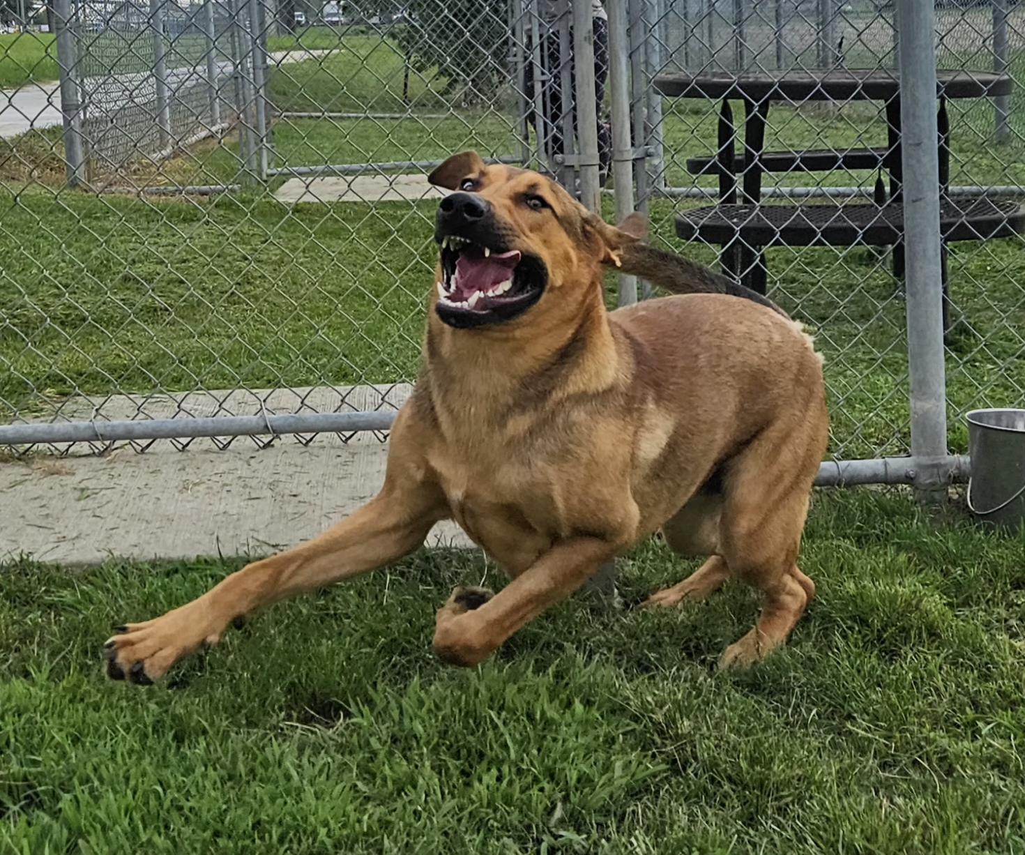 Hutch 58308275 Mixed Breed Dog