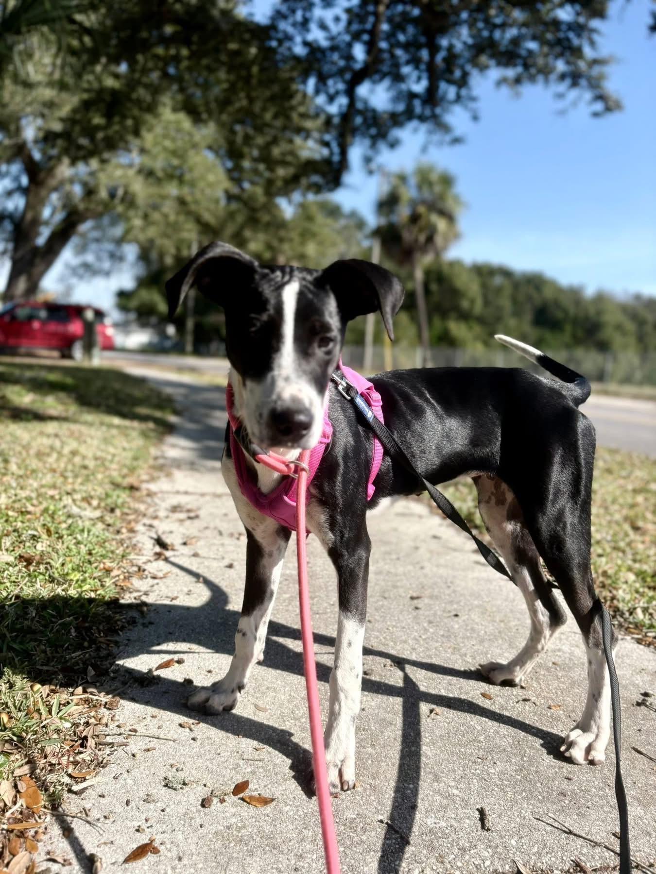 Enlarge Shelby, a Adoptable mixed breed in Pensacola, FL image 5/6