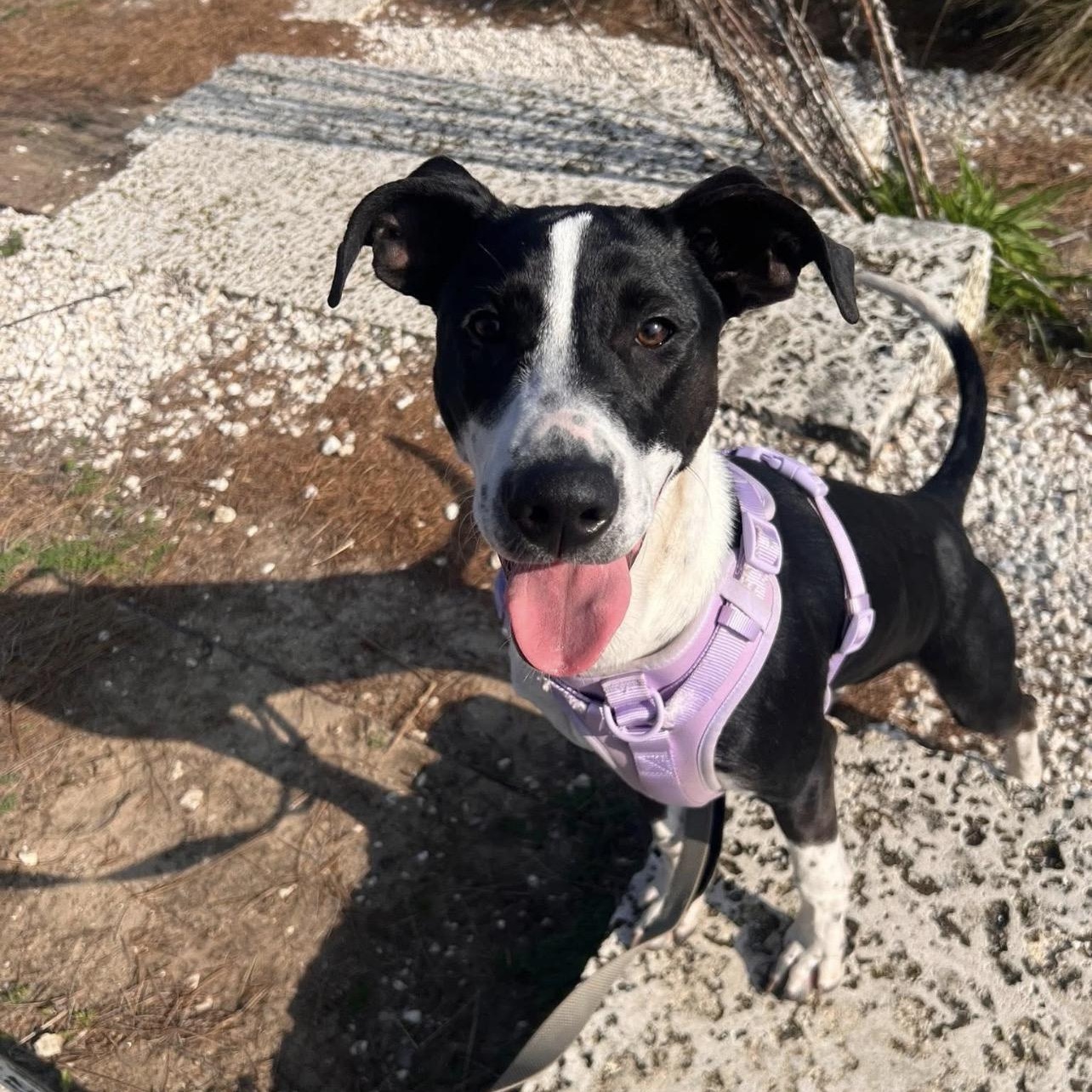 Enlarge Shelby, a Adoptable mixed breed in Pensacola, FL image 1/6