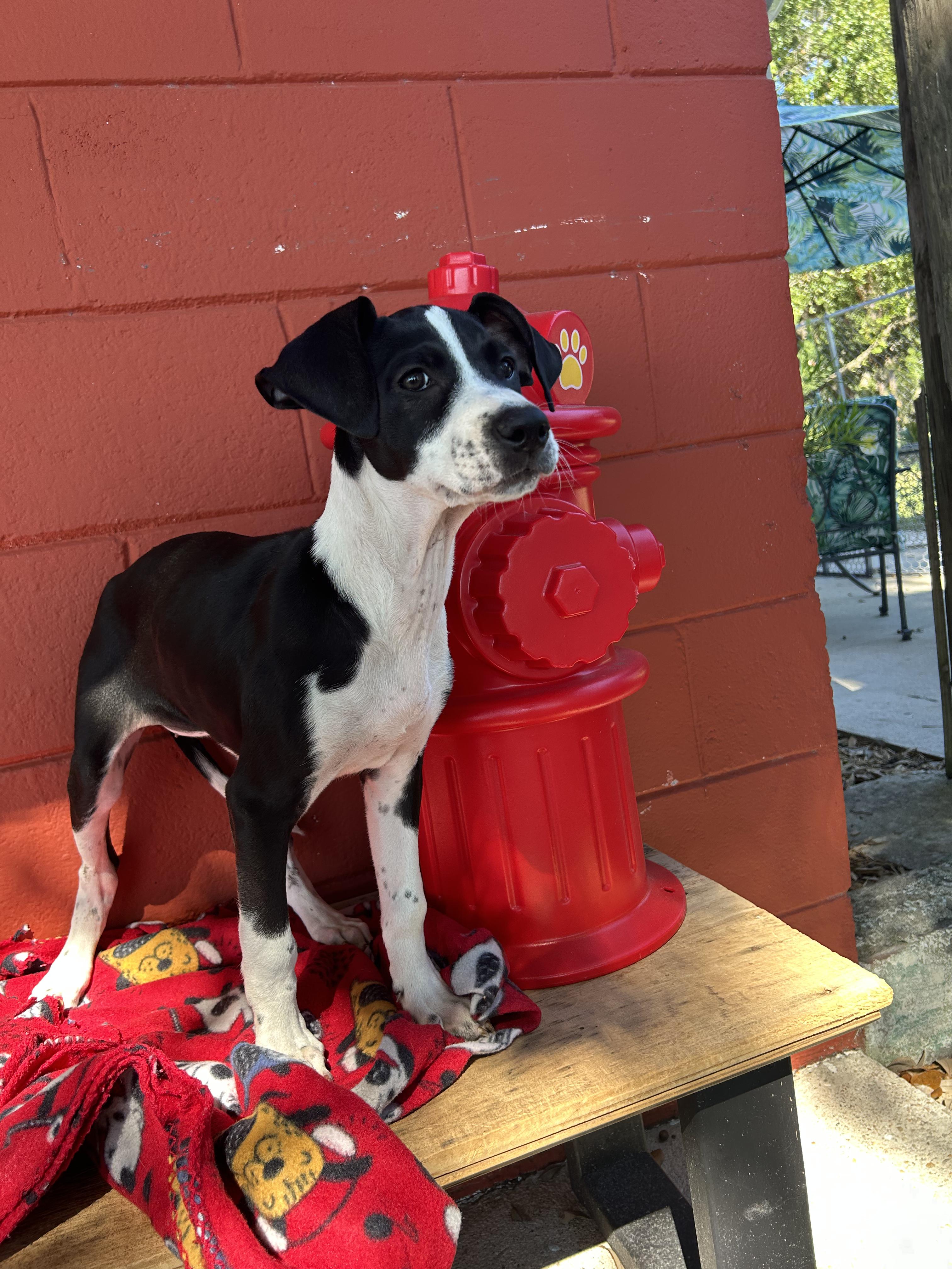 Enlarge Shelby, a Adoptable mixed breed in Pensacola, FL image 2/6
