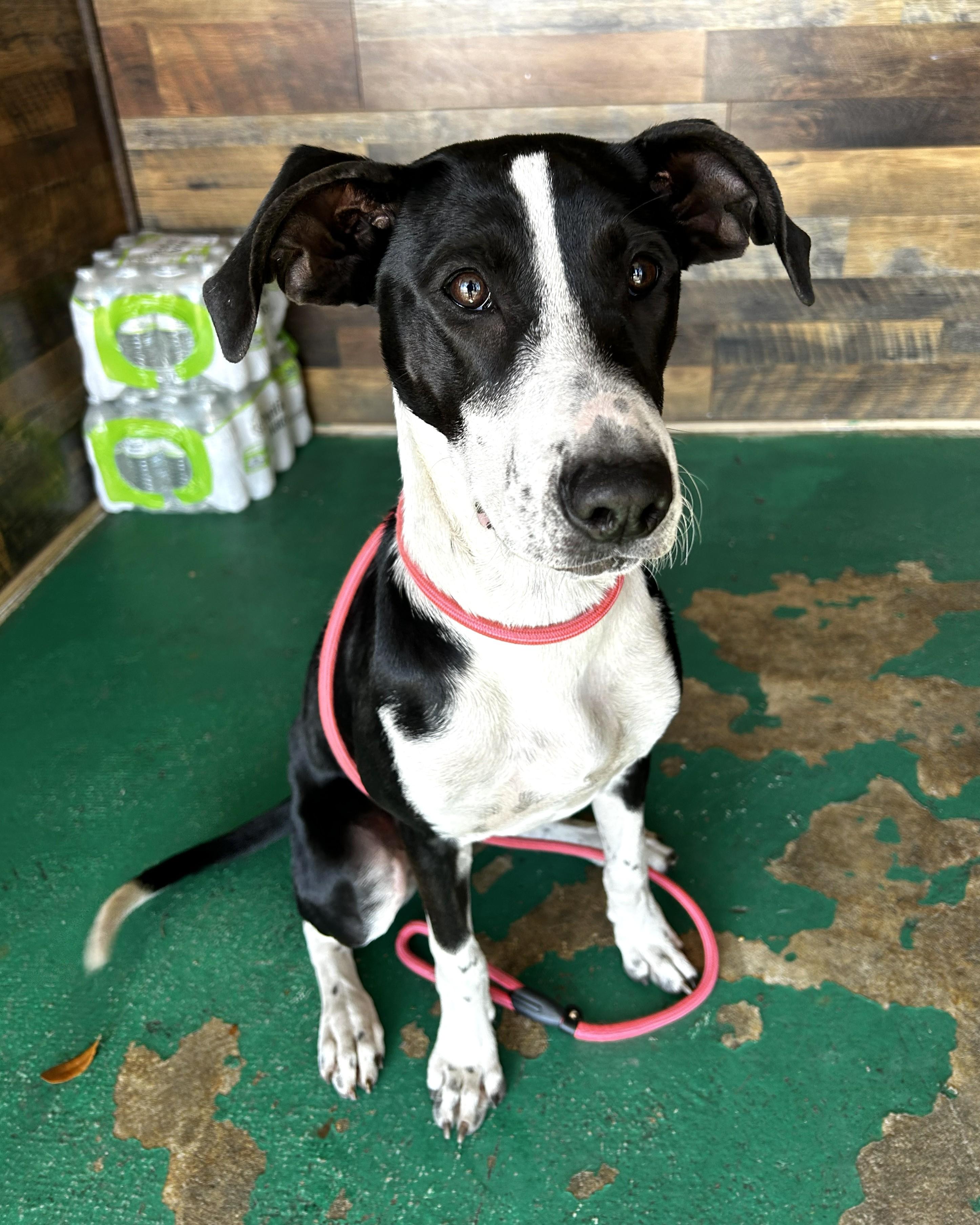 Enlarge Shelby, a Adoptable mixed breed in Pensacola, FL image 6/6