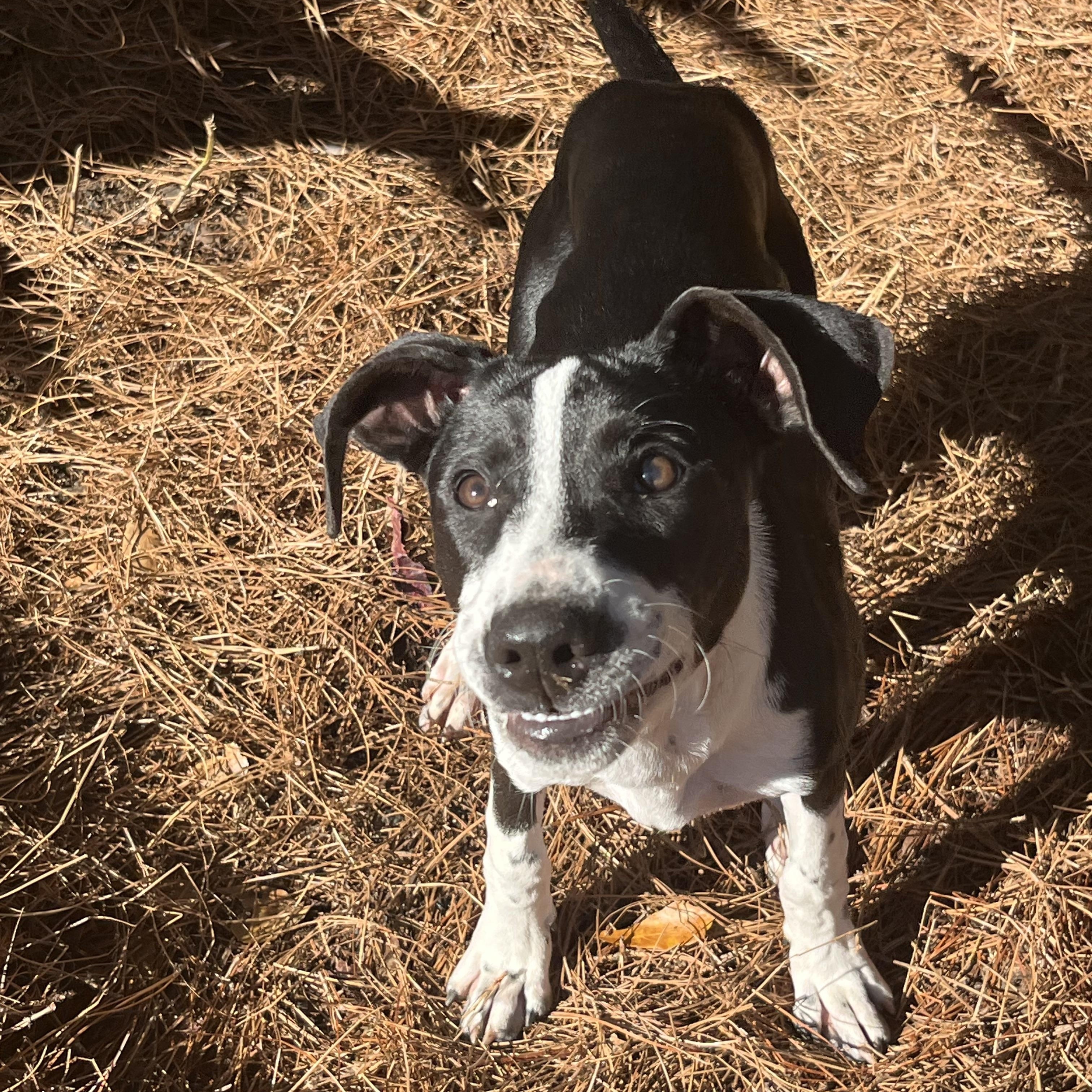 Enlarge Shelby, a Adoptable mixed breed in Pensacola, FL image 3/6