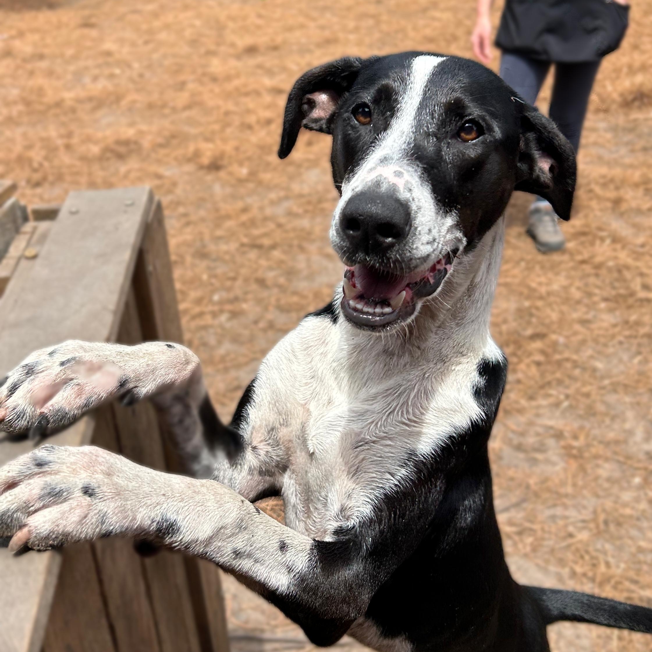 Shelby, Adoptable, Adult Female Pointer & Hound.