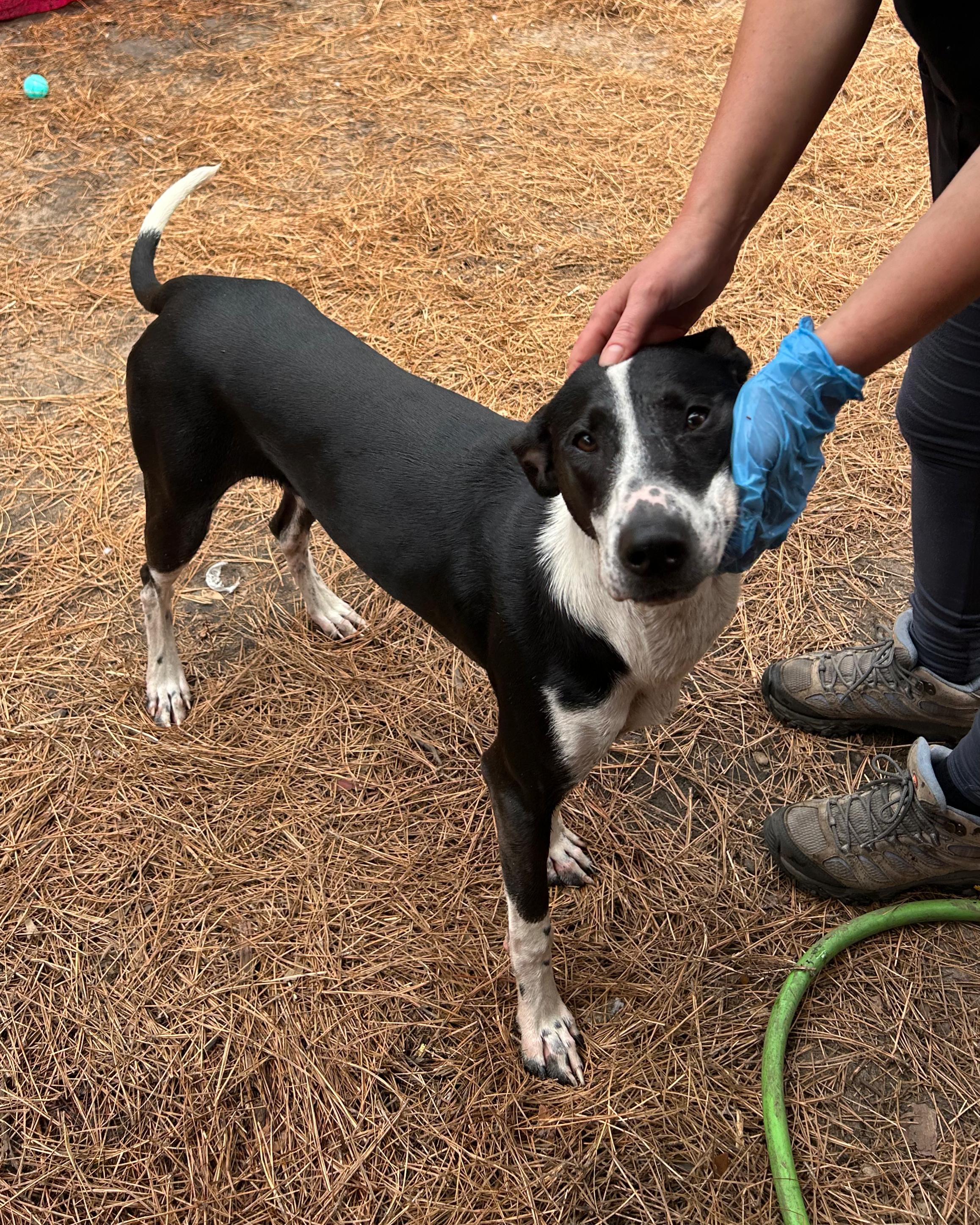 Enlarge Shelby, a Adoptable mixed breed in Pensacola, FL image 2/6