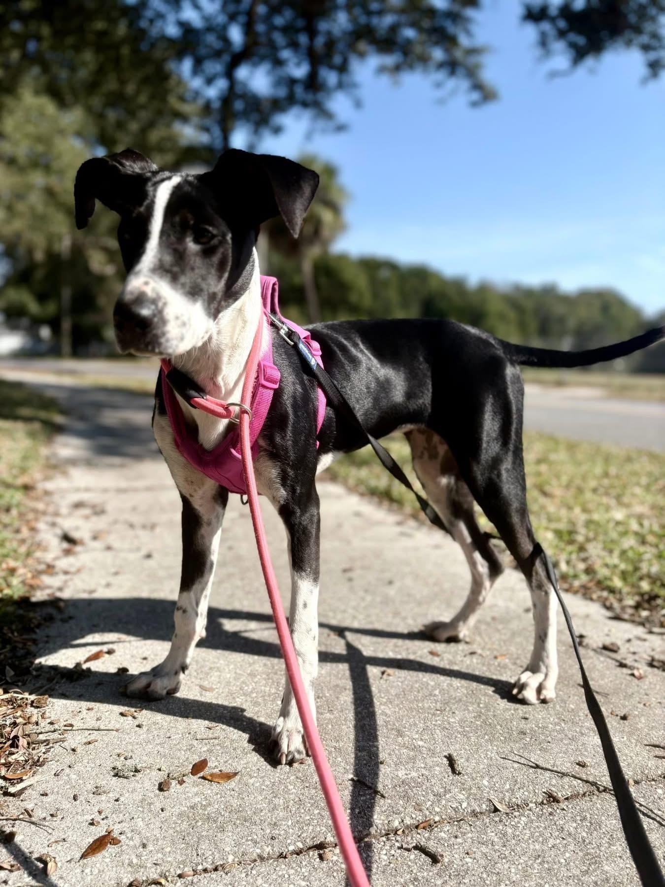 Shelby, Adoptable, Young Female Pointer & Hound.