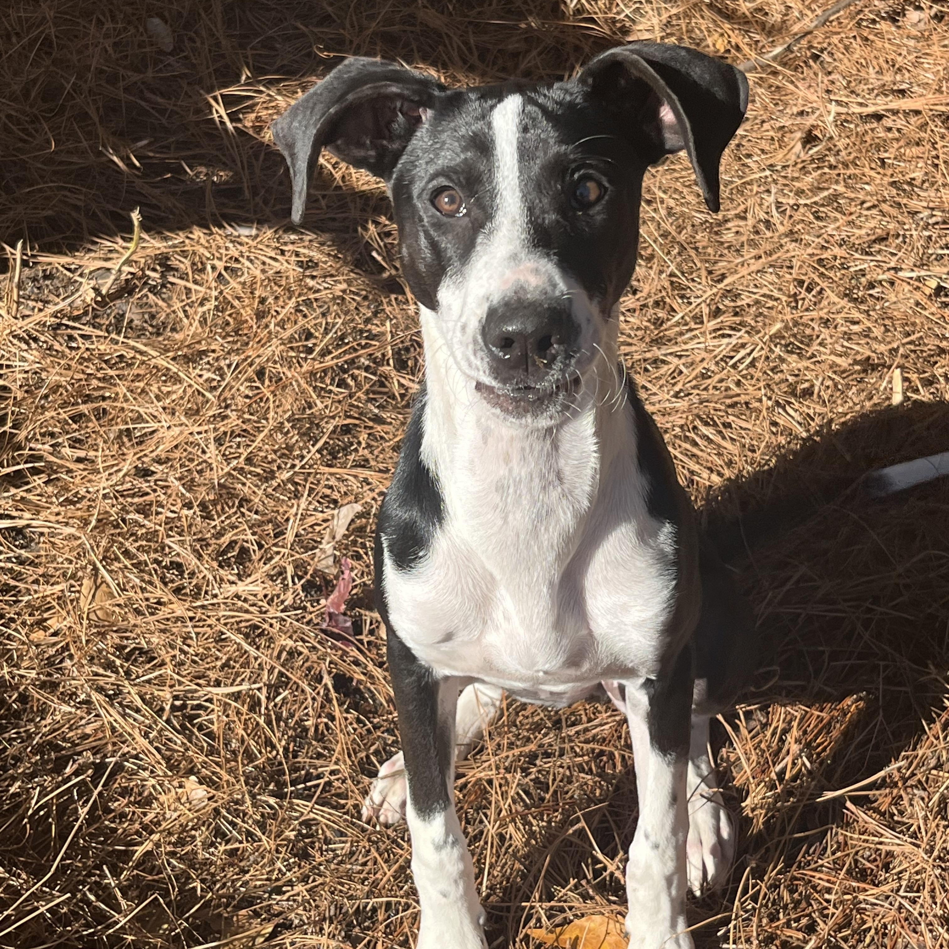 Shelby, Adoptable, Young Female Pointer & Hound.