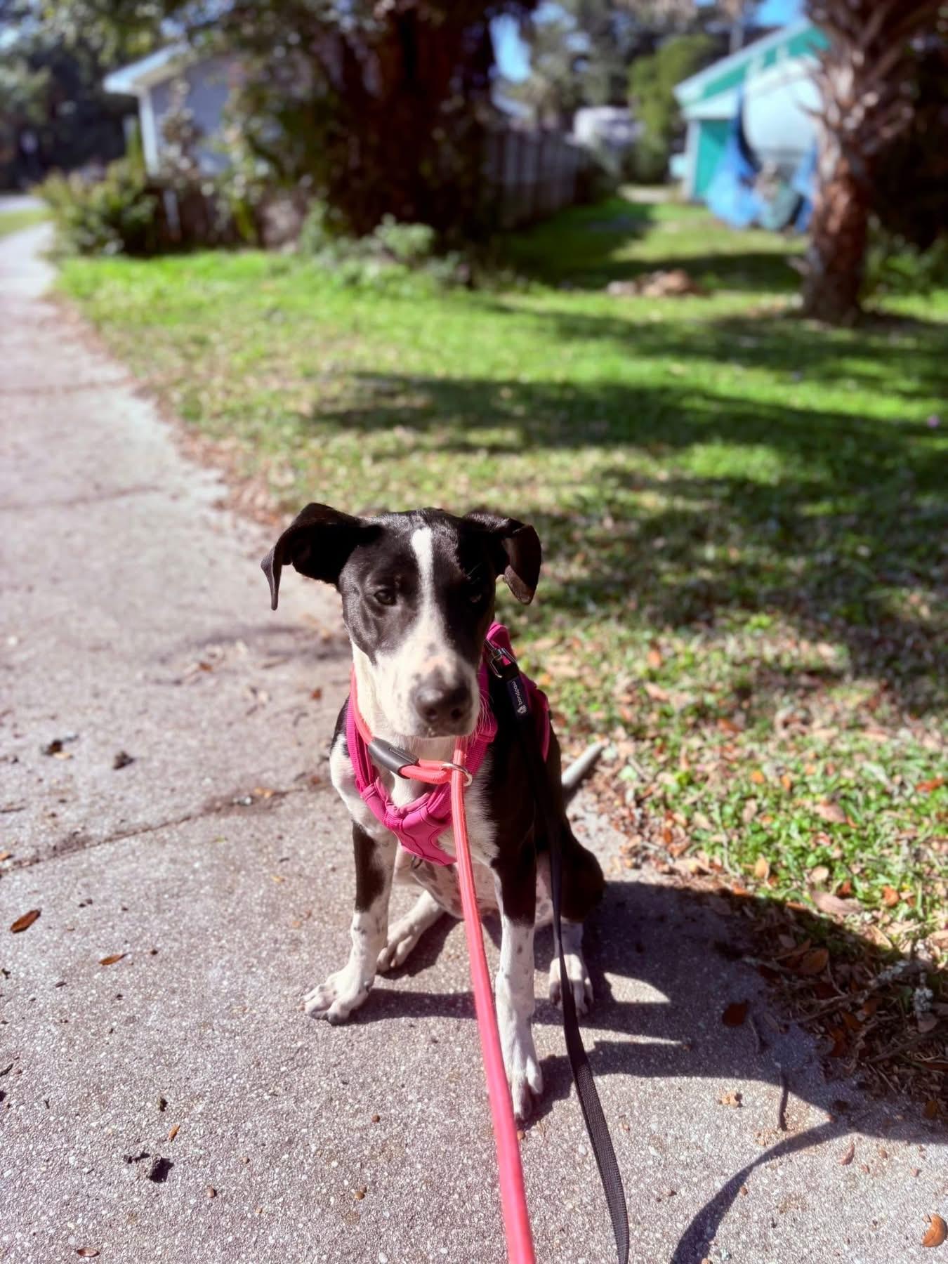 Enlarge Shelby, a Adoptable mixed breed in Pensacola, FL image 4/6