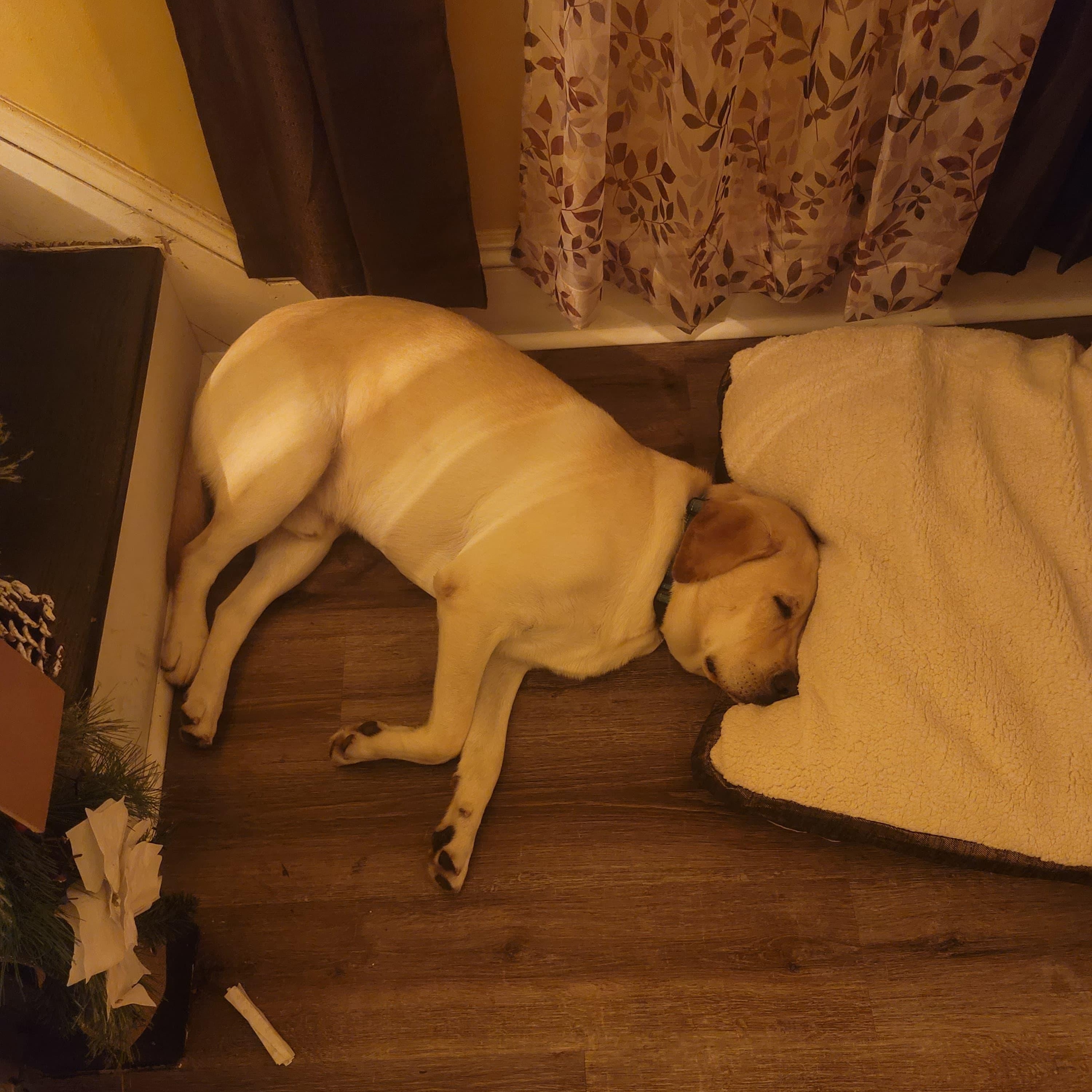 Enlarge Milo, a ADOPTABLE Yellow Labrador Retriever in Wrightstown, NJ image 4/6