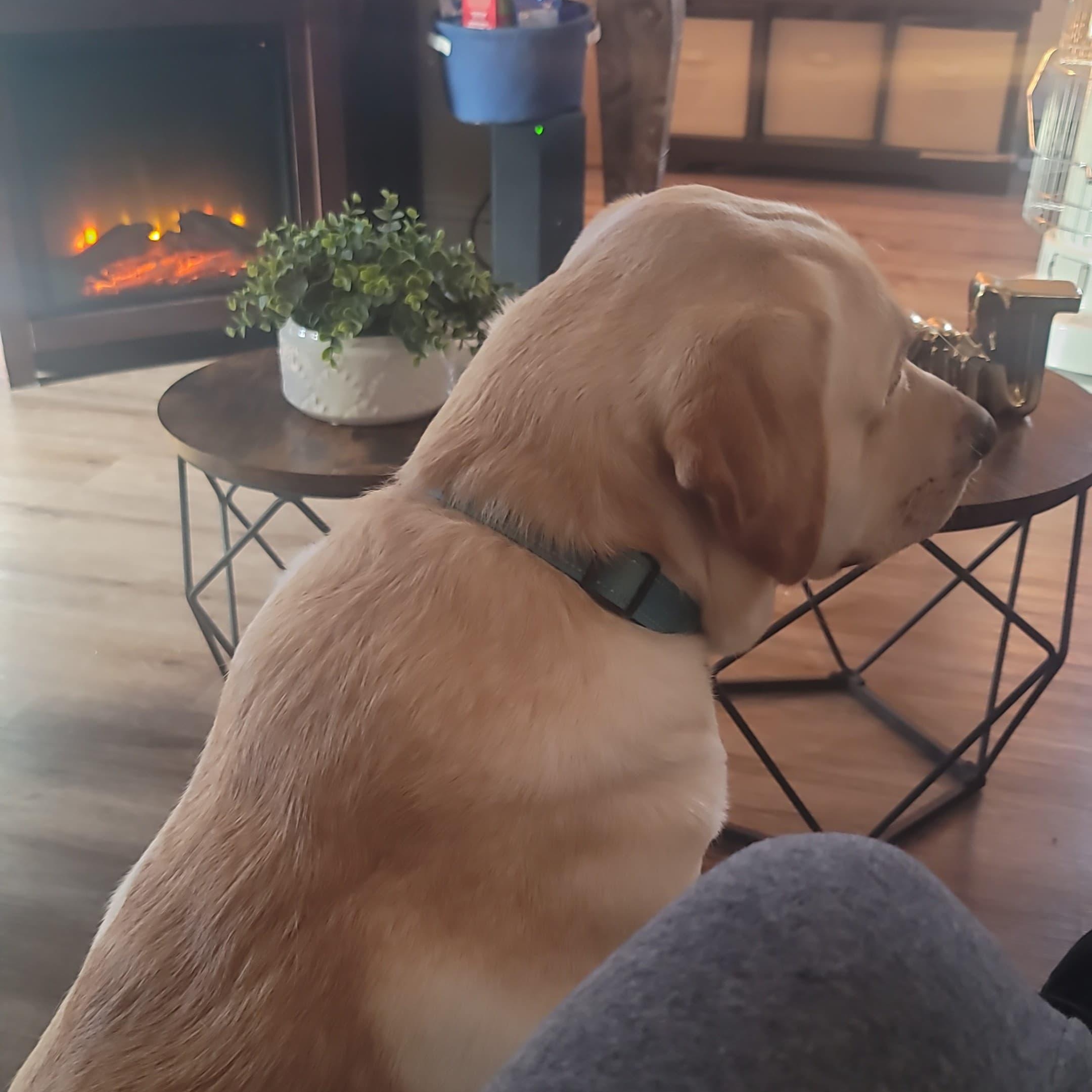 Enlarge Milo, a ADOPTABLE Yellow Labrador Retriever in Wrightstown, NJ image 2/6