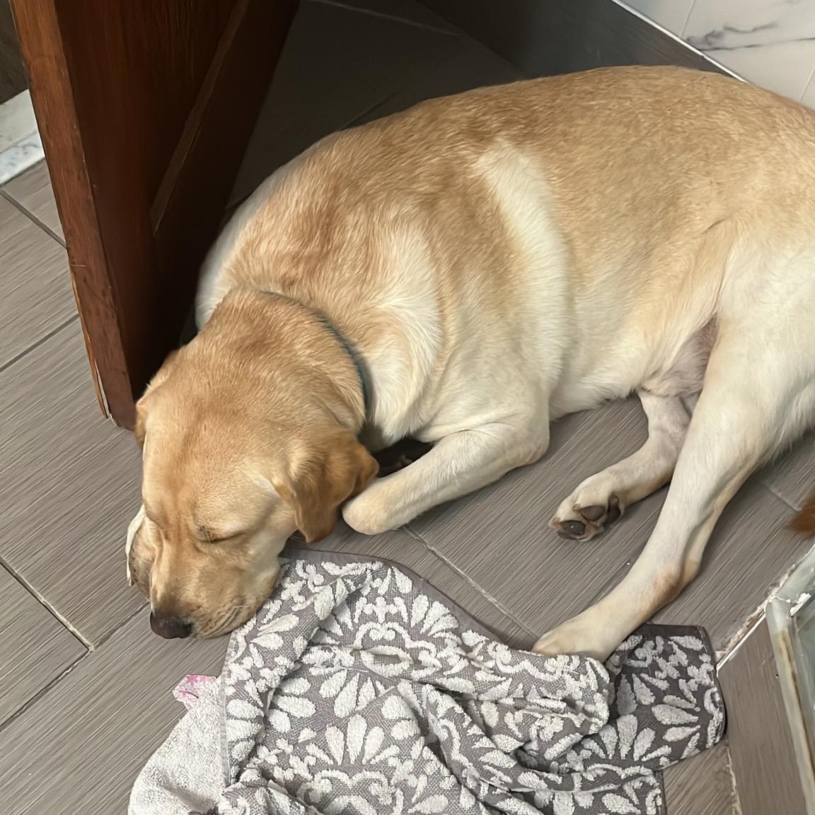 Enlarge Milo, a ADOPTABLE Yellow Labrador Retriever in Wrightstown, NJ image 5/6