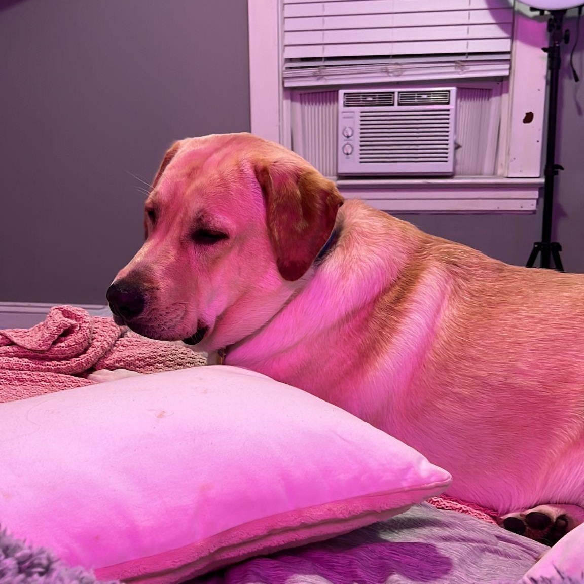 Enlarge Milo, a ADOPTABLE Yellow Labrador Retriever in Wrightstown, NJ image 3/6