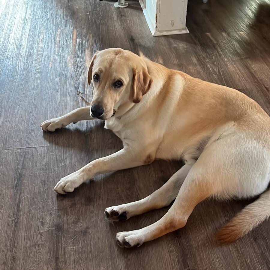 Enlarge Milo, a ADOPTABLE Yellow Labrador Retriever in Wrightstown, NJ image 1/6
