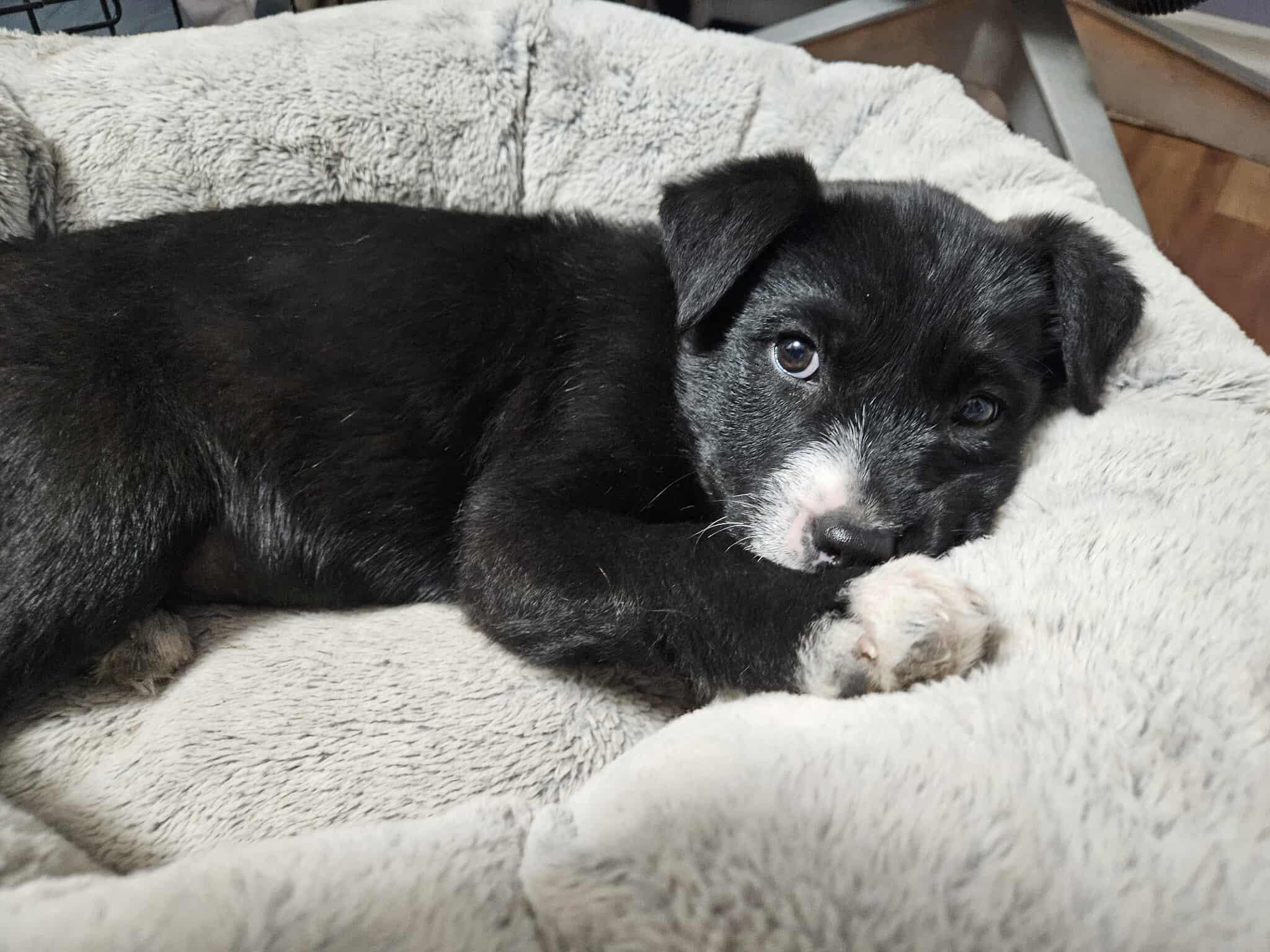 Argon, a Adoptable mixed breed in Winnipeg, MB image 4/4