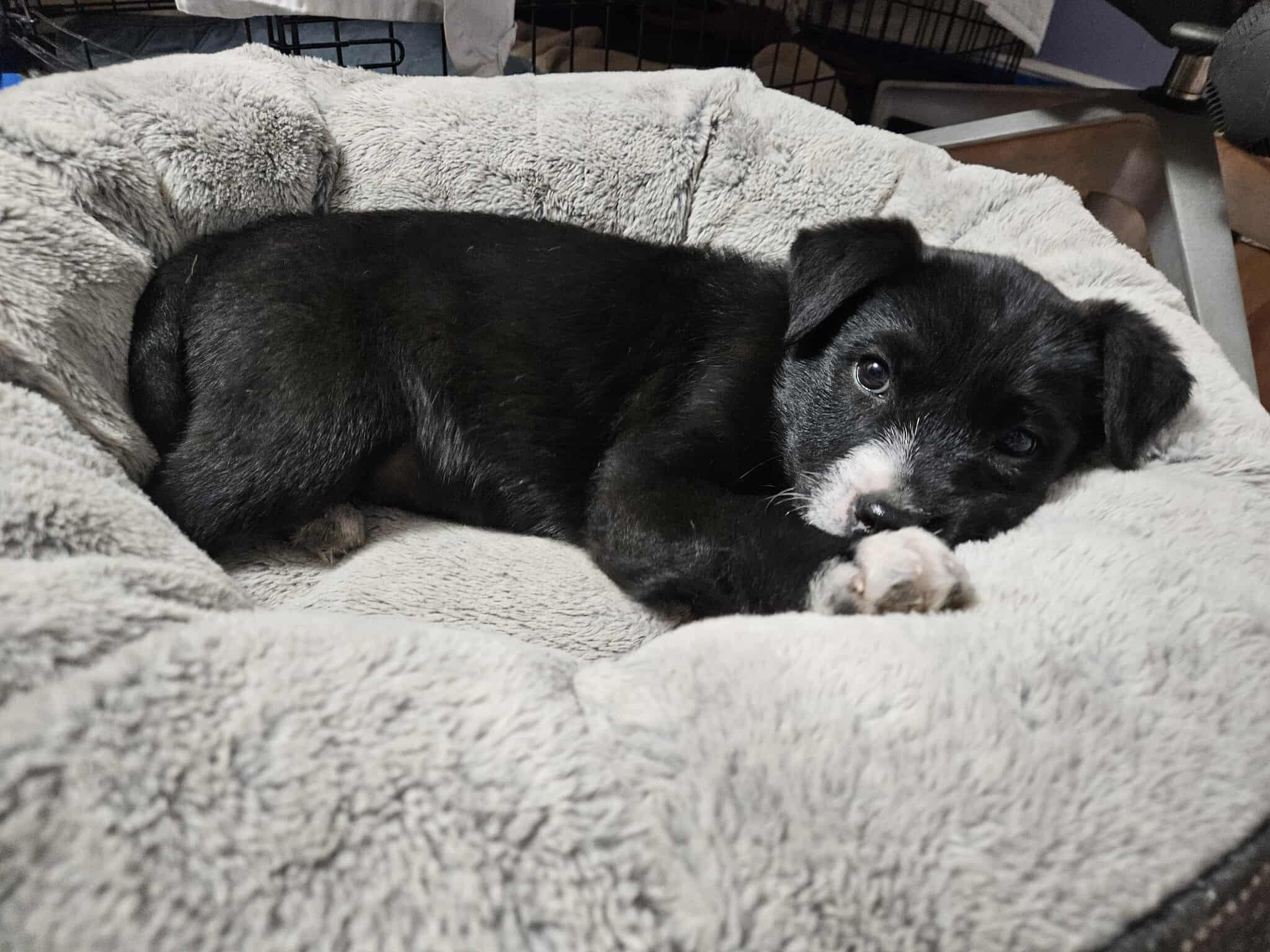 Argon, Adoptable, Puppy Male Black Labrador Retriever.