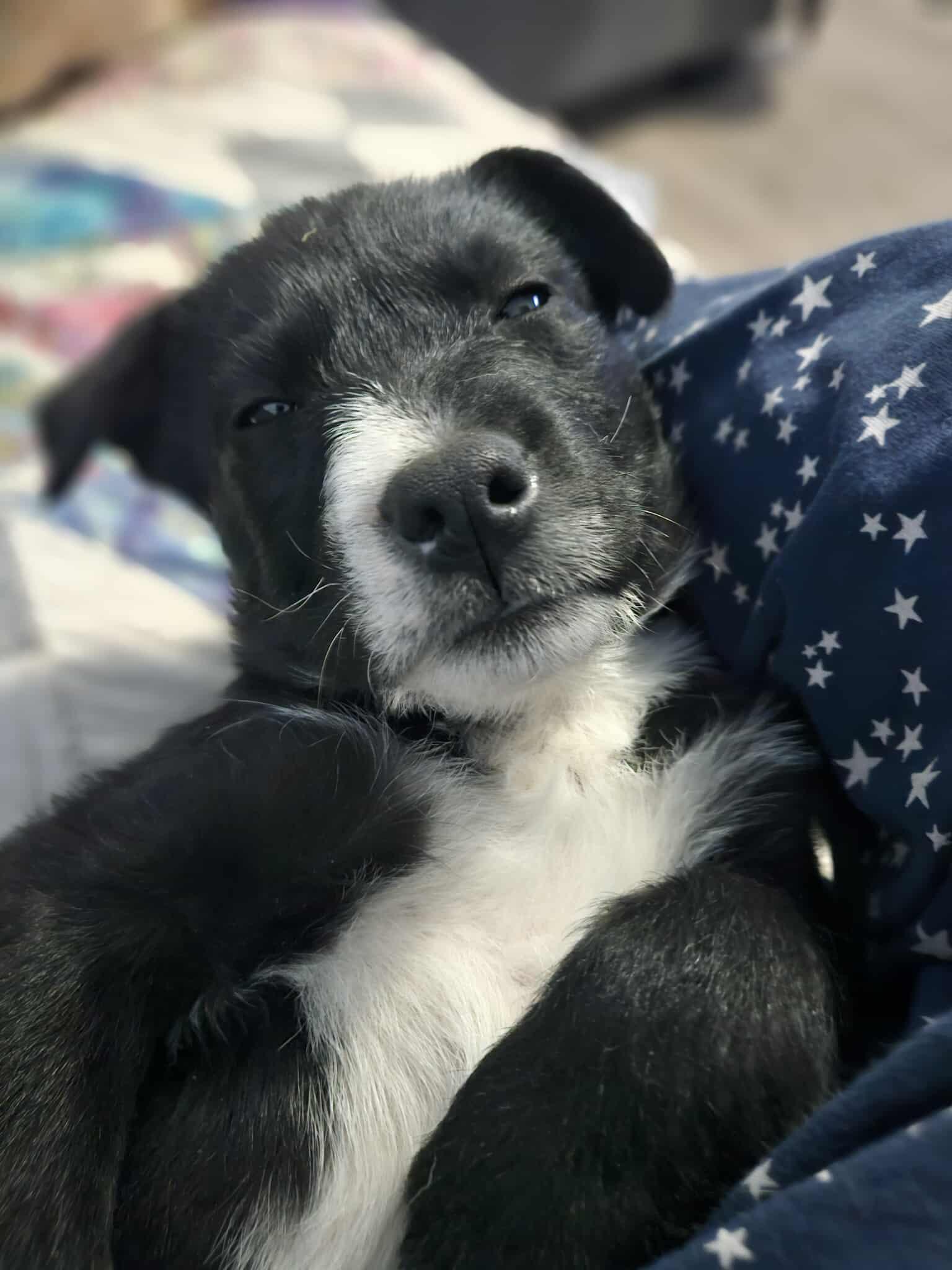 Argon, a Adoptable mixed breed in Winnipeg, MB image 2/4