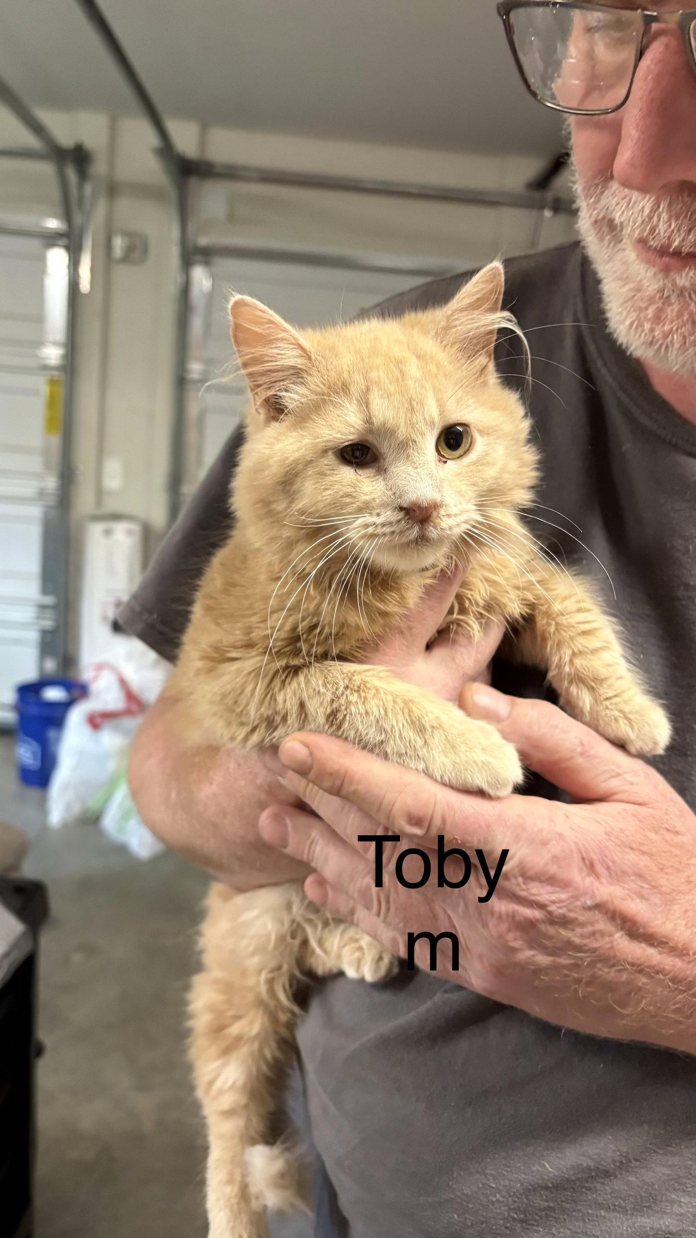 Toby, Adoptable, Young Male Domestic Medium Hair.