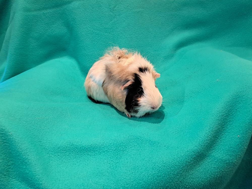 Gladys and Gertrude, Adoptable, Adult Female Guinea Pig & Guinea Pig.