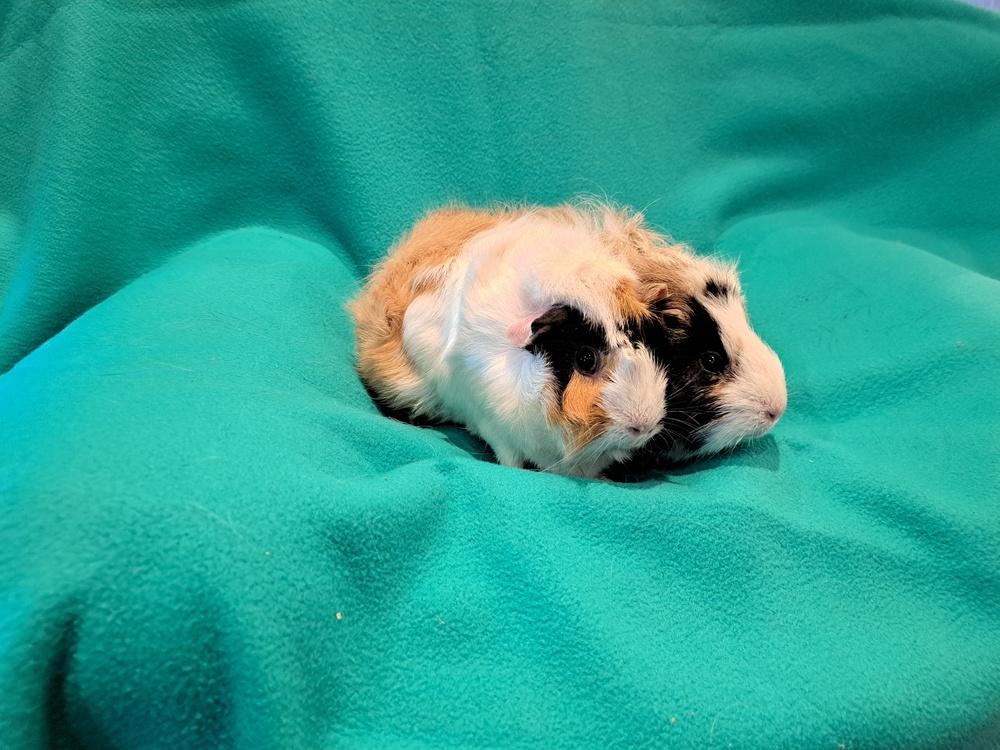 Enlarge Gladys and Gertrude, a Adoptable mixed breed in South Bend, IN image 3/5