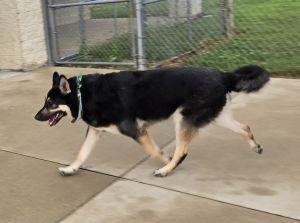 Enlarge Bailey B., a ADOPTABLE German Shepherd Dog in Bucyrus, OH image 4/5