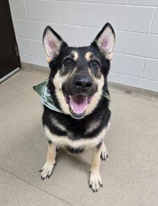 Enlarge Bailey B., a ADOPTABLE German Shepherd Dog in Bucyrus, OH image 1/5