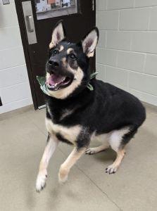 Enlarge Bailey B., a ADOPTABLE German Shepherd Dog in Bucyrus, OH image 3/5