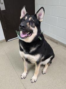Enlarge Bailey B., a ADOPTABLE German Shepherd Dog in Bucyrus, OH image 2/5