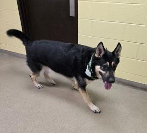 Enlarge Bailey B., a ADOPTABLE German Shepherd Dog in Bucyrus, OH image 5/5