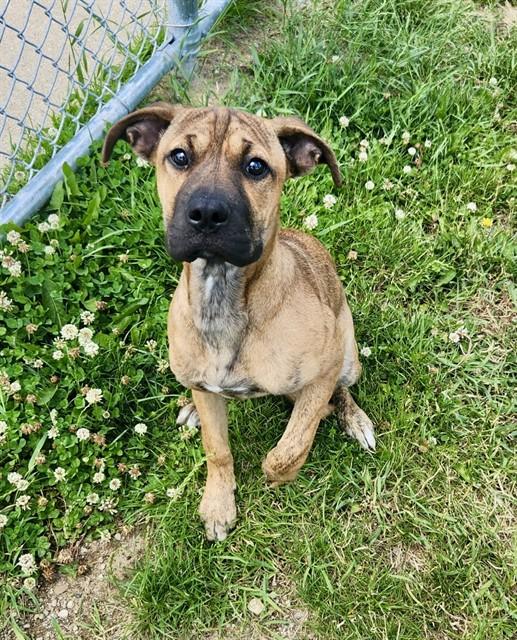 Enlarge STAR, a Adoptable mixed breed in Kalamazoo, MI image 1/1