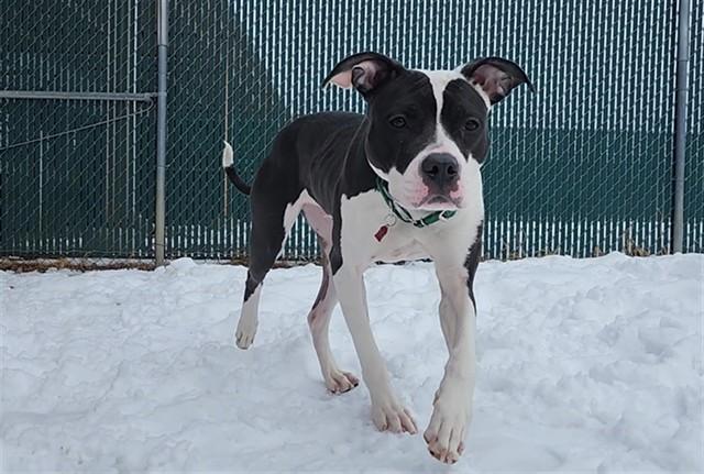 Enlarge CHECKERS, a Adoptable mixed breed in Springfield, MA image 1/1