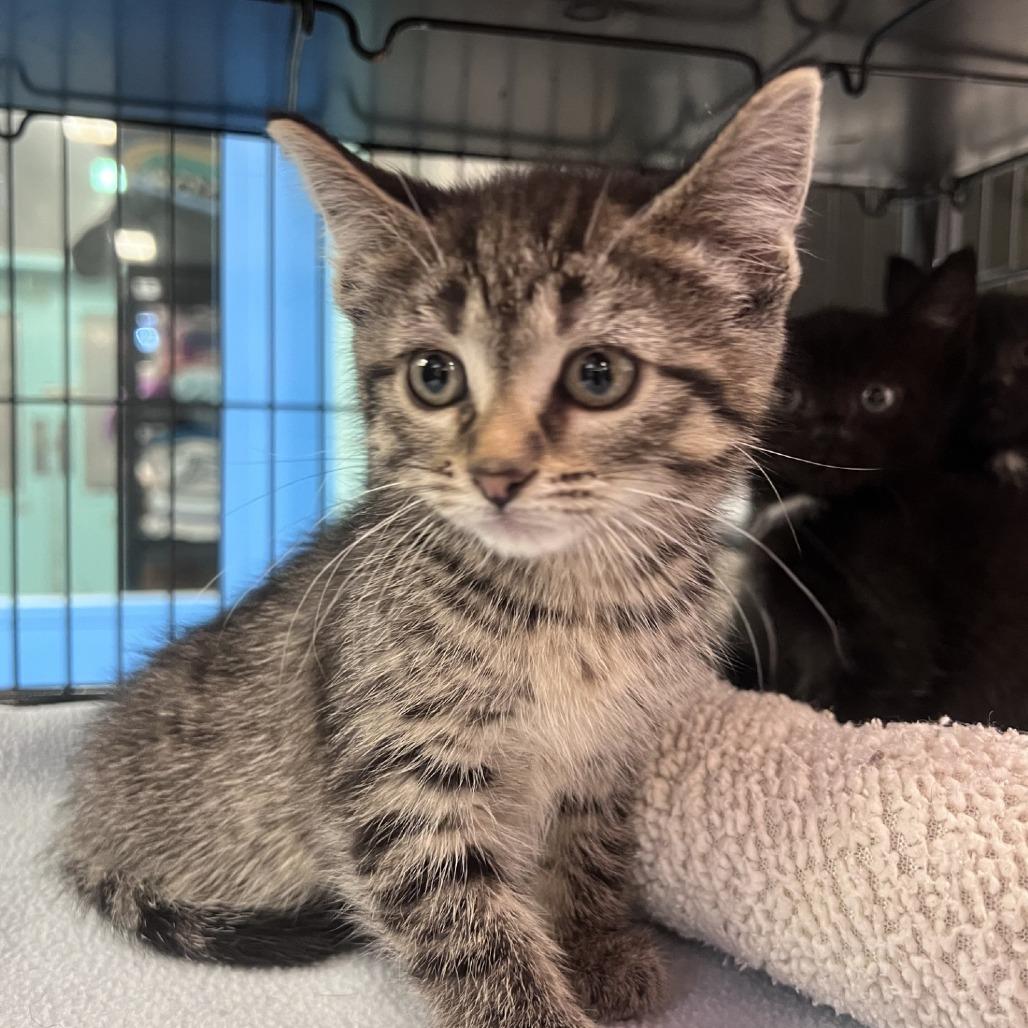 Enlarge Aspen, a Adoptable Domestic Short Hair in Port Townsend, WA image 1/1