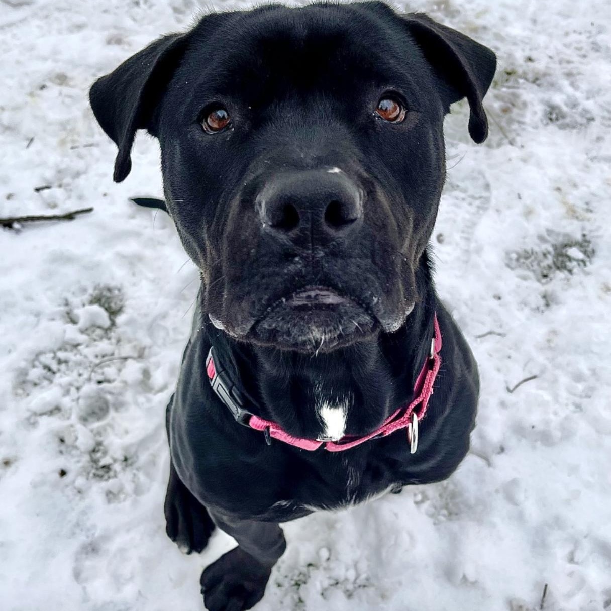 Dylan, a other mixed breed in Cedarburg, WI image 2/5