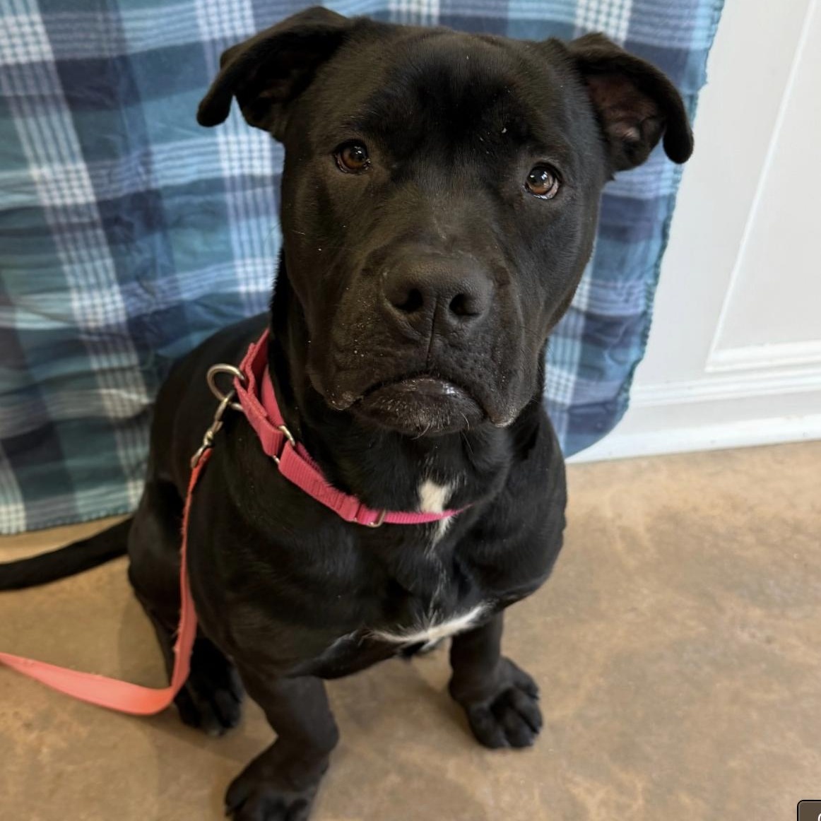 Dylan, a other mixed breed in Cedarburg, WI image 1/5