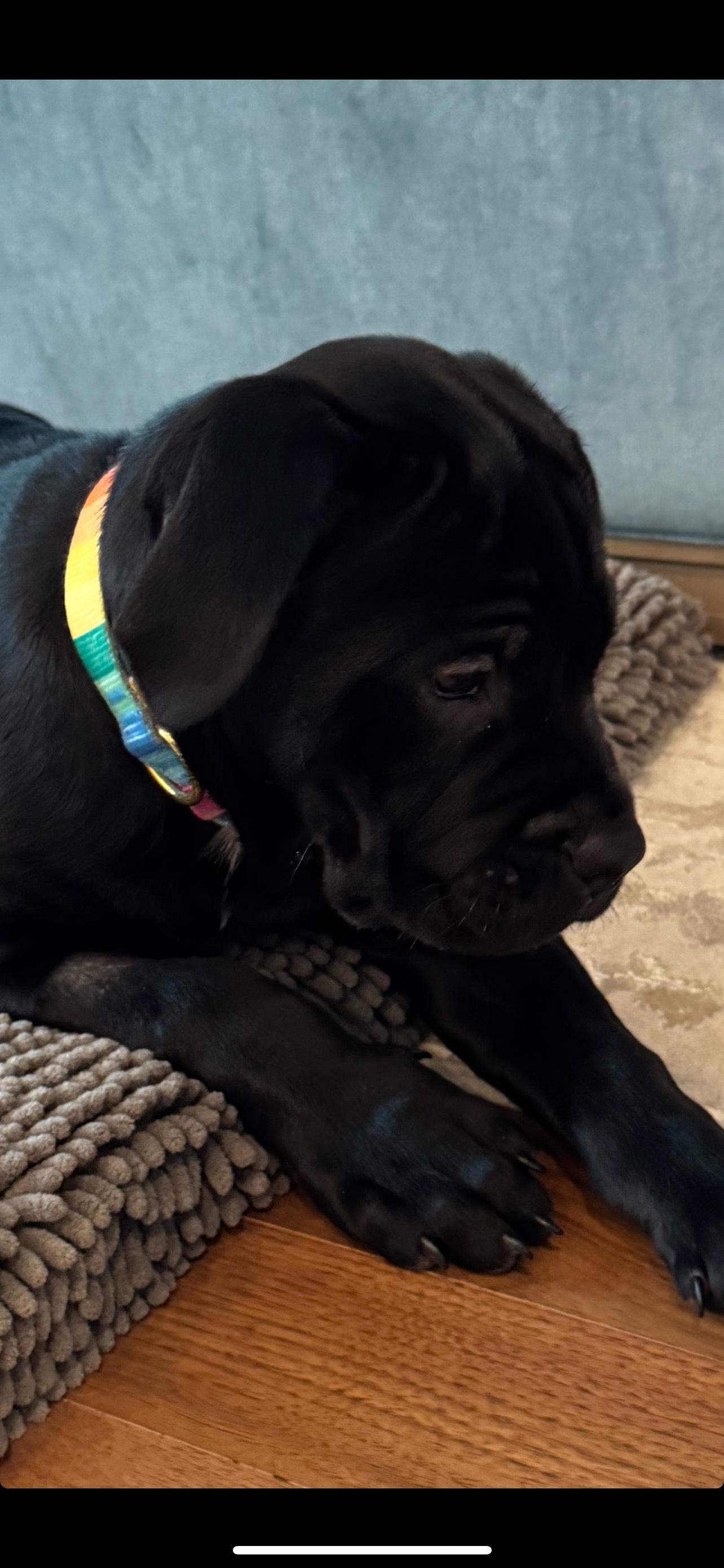 Enlarge Dylan, a ADOPTABLE Mastiff in Cedarburg, WI image 3/3