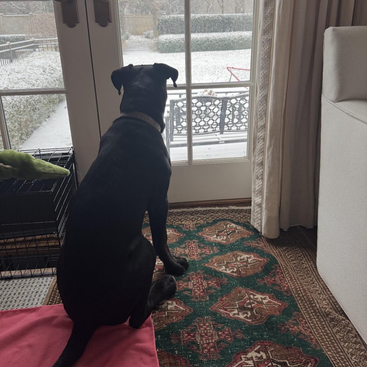 Enlarge Dylan, a ADOPTABLE Mastiff in Cedarburg, WI image 3/3