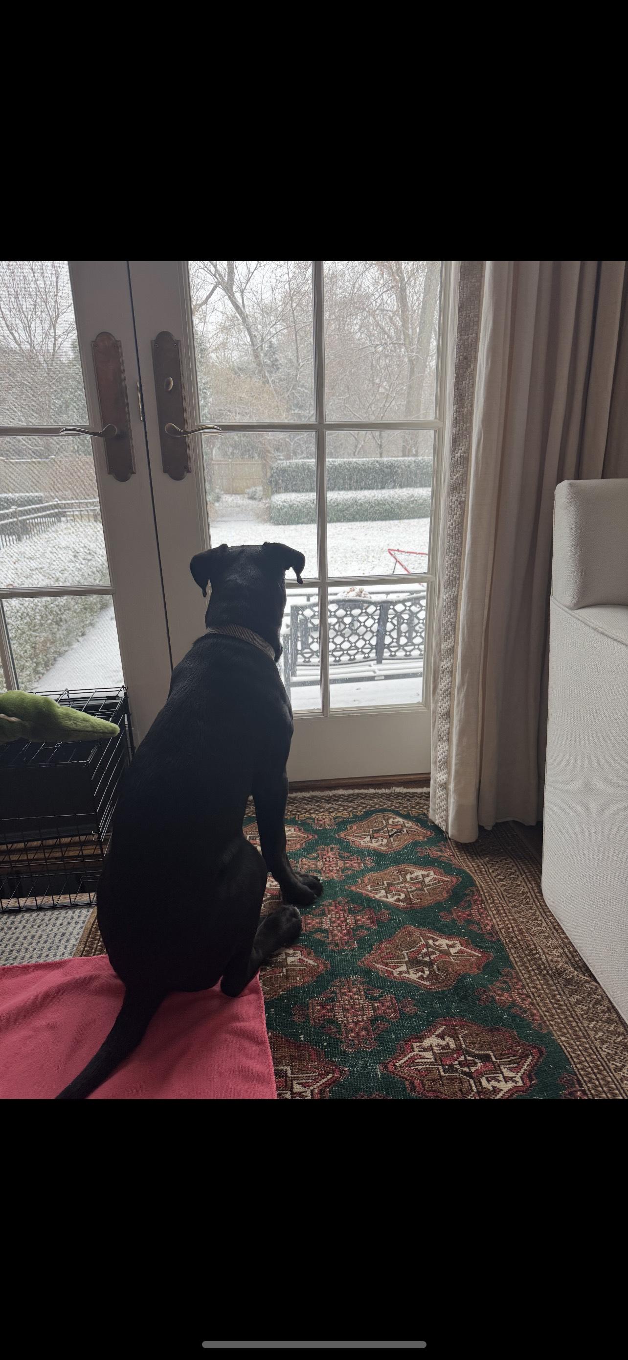 Enlarge Dylan, a ADOPTABLE Mastiff in Cedarburg, WI image 2/3